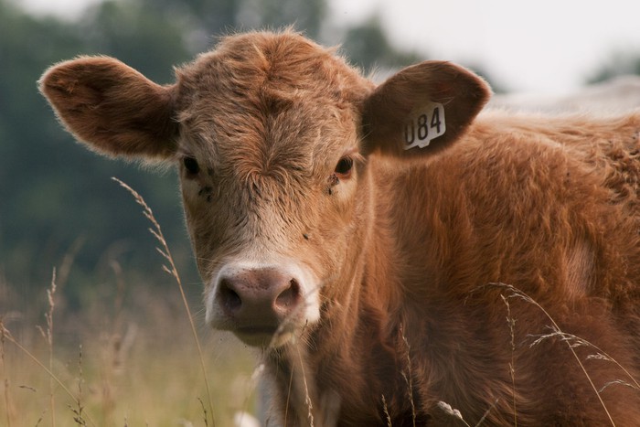 sulfadiazine and trimethoprim suspension sulfadiazine and trimethoprim suspension